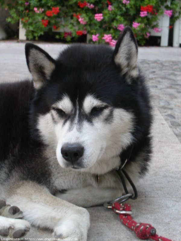 Photo de Husky siberien