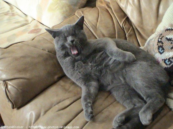 Photo de Chartreux