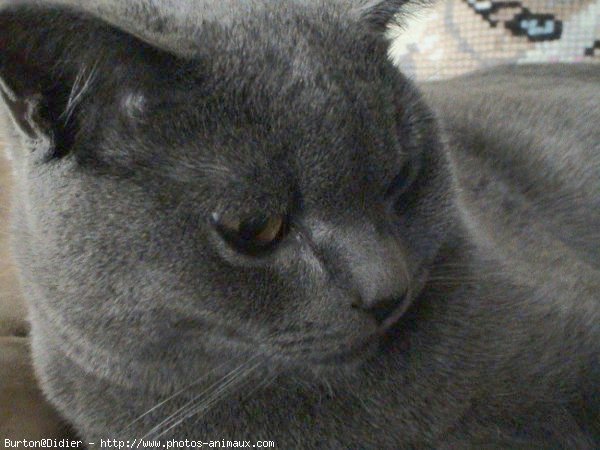 Photo de Chartreux