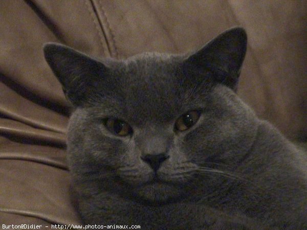 Photo de Chartreux