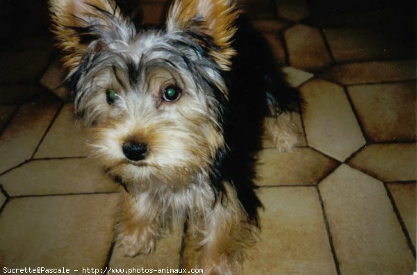 Photo de Yorkshire terrier