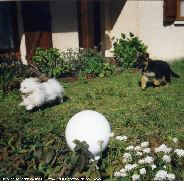 Photo de Berger allemand  poil court