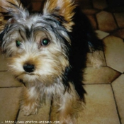 Photo de Yorkshire terrier