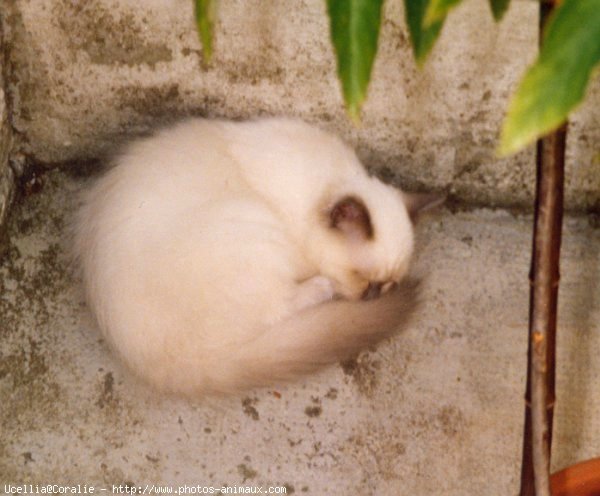 Photo de Sacr de birmanie