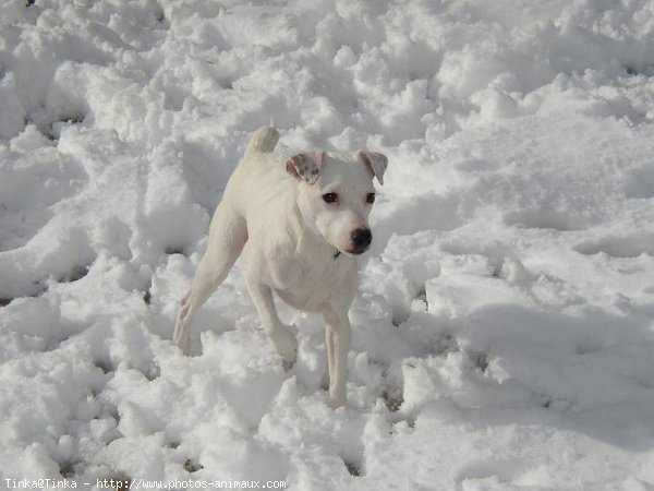 Photo de Jack russell terrier