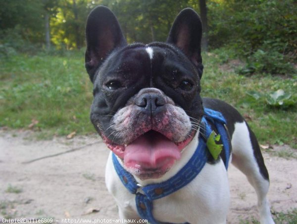 Photo de Bouledogue franais