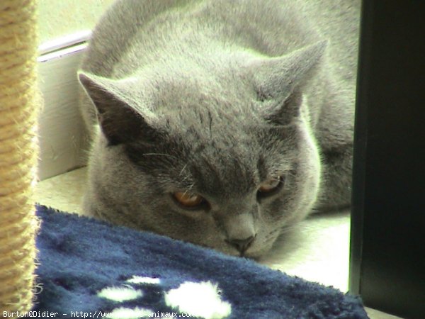 Photo de Chartreux