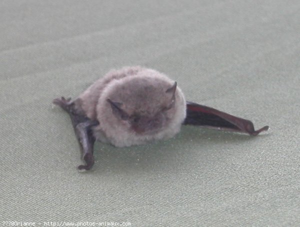 Photo de Chauve-souris