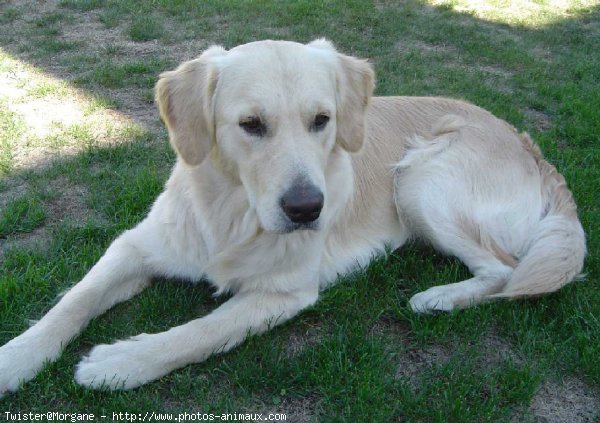 Photo de Golden retriever