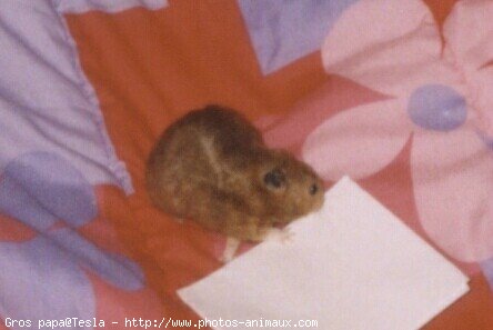 Photo de Hamster