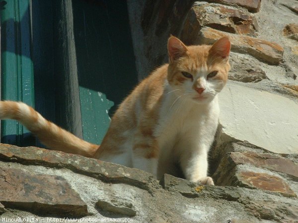 Photo de Croisement