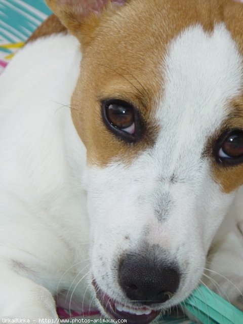 Photo de Jack russell terrier