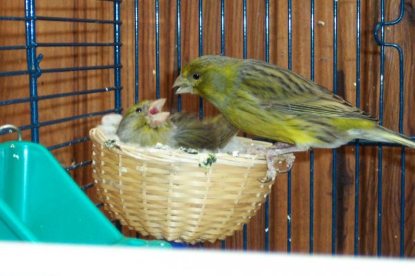 Photo de Canari