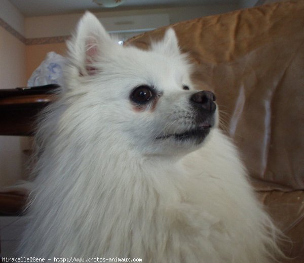 Photo de Spitz moyen