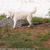 Photo de Husky siberien