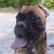 Photo de Boxer