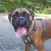 Photo de Boxer