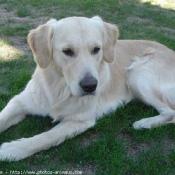 Photo de Golden retriever