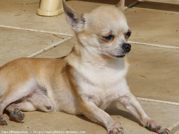 Photo de Chihuahua  poil court