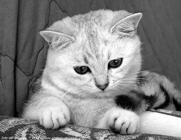 Photo de British shorthair