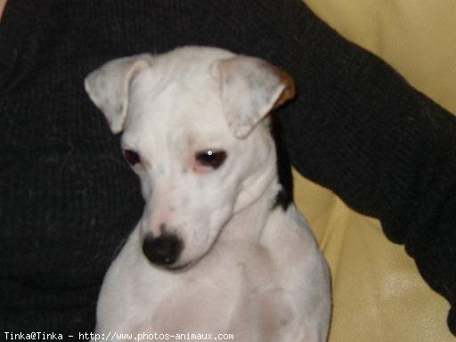 Photo de Jack russell terrier