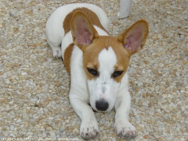 Photo de Jack russell terrier