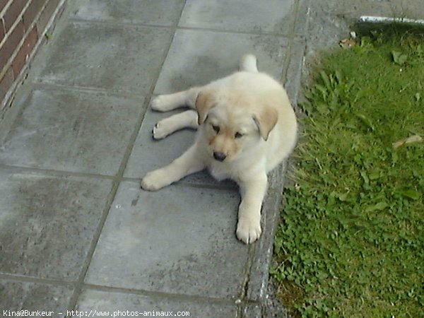 Photo de Labrador retriever