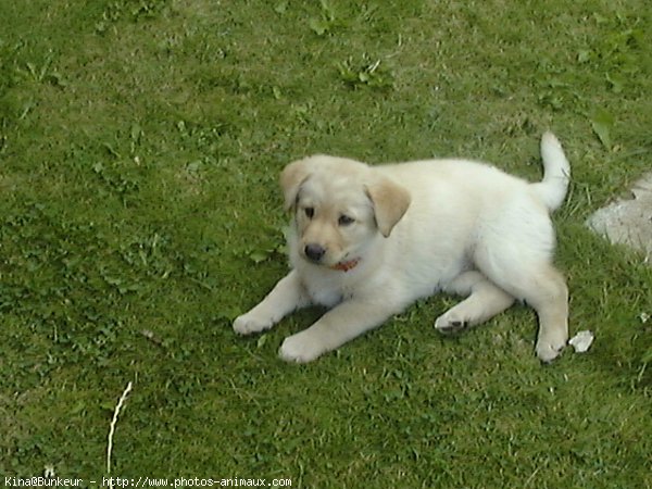 Photo de Labrador retriever