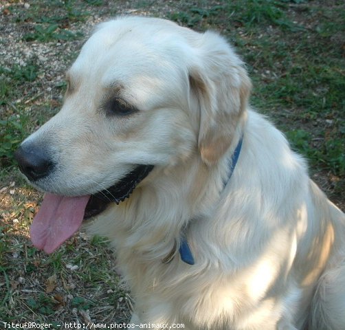 Photo de Golden retriever