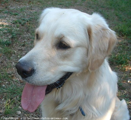 Photo de Golden retriever