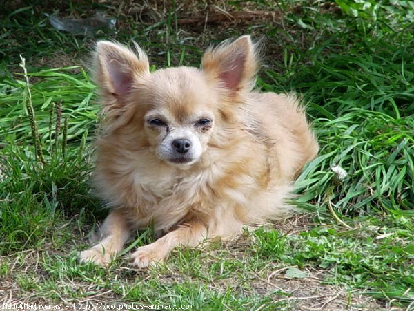 Photo de Chihuahua  poil court