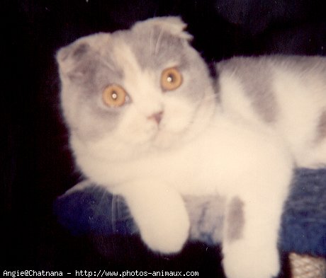 Photo de Scottish fold