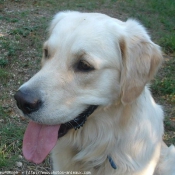 Photo de Golden retriever