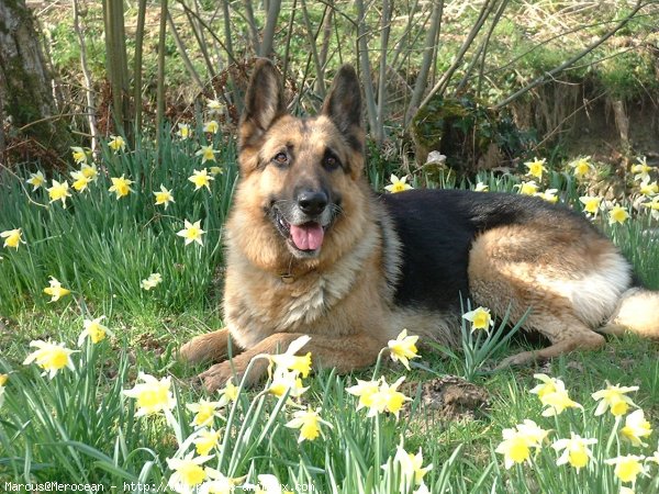 Photo de Berger allemand  poil court