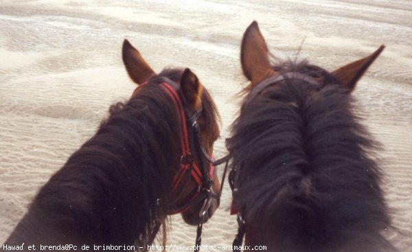 Photo de Poney franais de selle