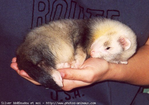 Photo de Furet