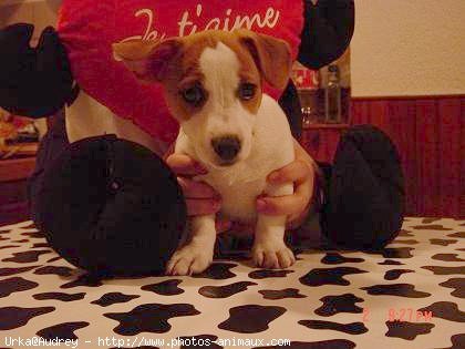 Photo de Jack russell terrier