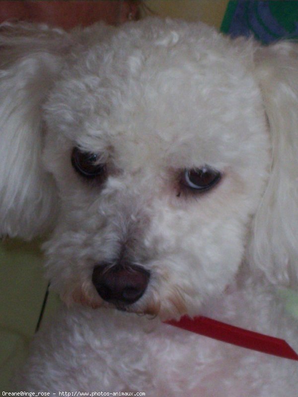 Photo de Bichon  poil fris