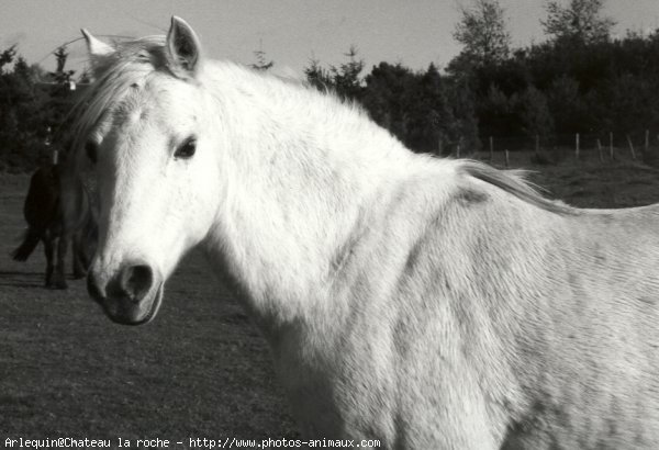 Photo de Welsh