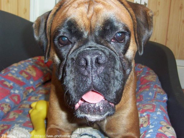 Photo de Boxer