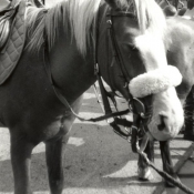 Photo de Poney franais de selle