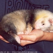 Photo de Furet