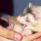 Photo de Furet