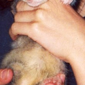 Photo de Furet