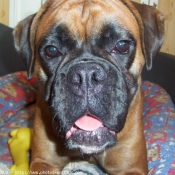 Photo de Boxer