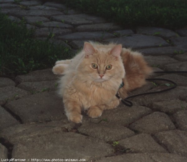 Photo de Chat domestique