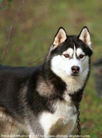 Photo de Husky siberien