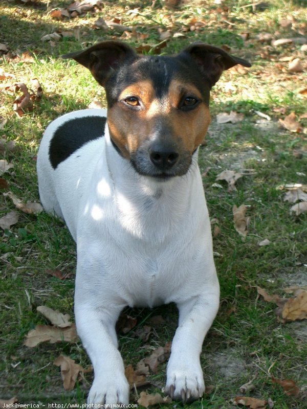 Photo de Jack russell terrier