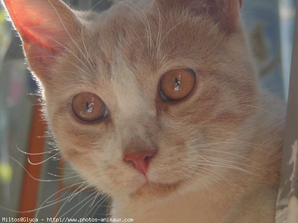 Photo de Chat domestique