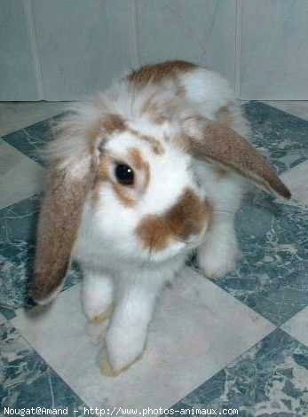 Photo de Lapin